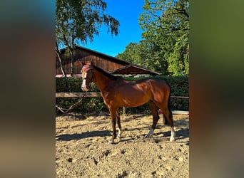 Hanoverian, Gelding, 4 years, 16.1 hh, Brown
