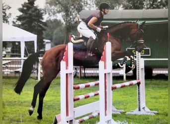 Hanoverian, Gelding, 4 years, 16.1 hh, Brown