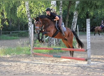 Hanoverian, Gelding, 4 years, 16.1 hh, Brown
