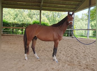 Hanoverian, Gelding, 4 years, 16,1 hh, Brown