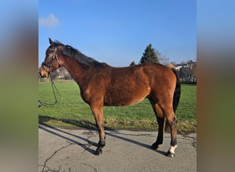 Hanoverian, Gelding, 4 years, 16,1 hh, Brown