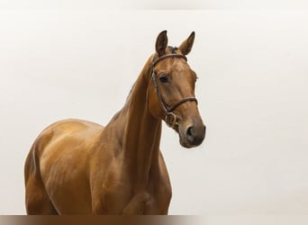 Hanoverian, Gelding, 4 years, 16.1 hh, Brown