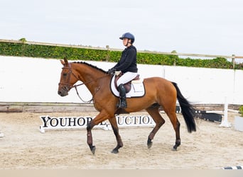 Hanoverian, Gelding, 4 years, 16.1 hh, Brown