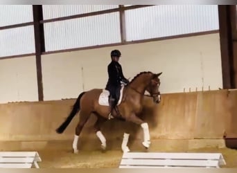Hanoverian, Gelding, 4 years, 16.1 hh, Chestnut