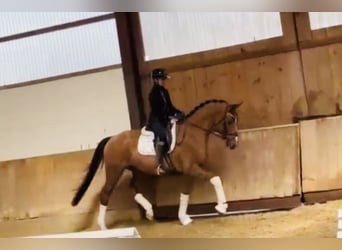 Hanoverian, Gelding, 4 years, 16.1 hh, Chestnut
