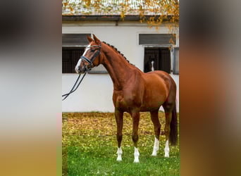 Hanoverian, Gelding, 4 years, 16.1 hh, Chestnut