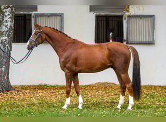 Hanoverian, Gelding, 4 years, 16.1 hh, Chestnut