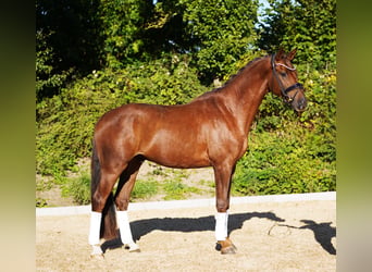 Hanoverian, Gelding, 4 years, 16.1 hh, Chestnut
