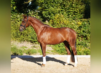 Hanoverian, Gelding, 4 years, 16.1 hh, Chestnut