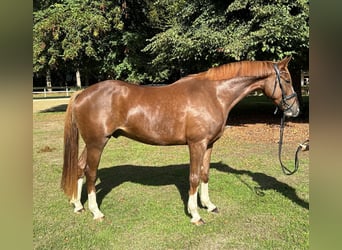 Hanoverian, Gelding, 4 years, 16.1 hh, Chestnut