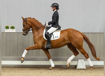 Hanoverian, Gelding, 4 years, 16.1 hh, Chestnut