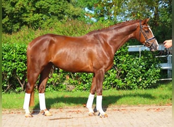 Hanoverian, Gelding, 4 years, 16,1 hh, Chestnut