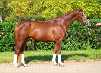 Hanoverian, Gelding, 4 years, 16,1 hh, Chestnut