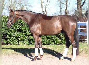 Hanoverian, Gelding, 4 years, 16.1 hh, Chestnut