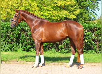 Hanoverian, Gelding, 4 years, 16,1 hh, Chestnut