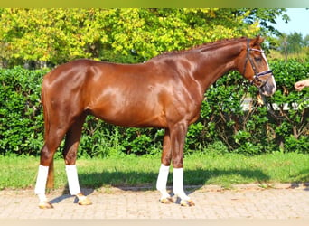 Hanoverian, Gelding, 4 years, 16,1 hh, Chestnut