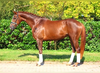 Hanoverian, Gelding, 4 years, 16,1 hh, Chestnut