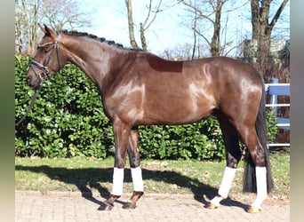 Hanoverian, Gelding, 4 years, 16.1 hh, Chestnut