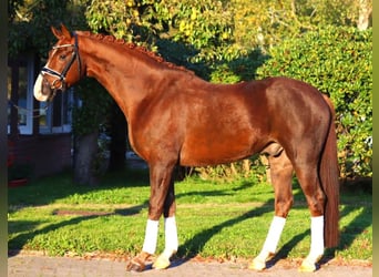 Hanoverian, Gelding, 4 years, 16,1 hh, Chestnut