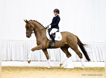 Hanoverian, Gelding, 4 years, 16,1 hh, Chestnut