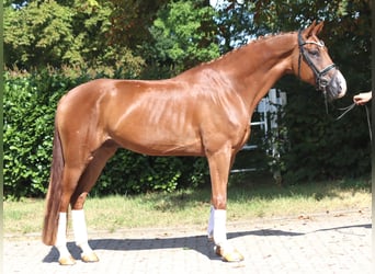 Hanoverian, Gelding, 4 years, 16.1 hh, Chestnut-Red
