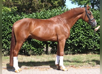 Hanoverian, Gelding, 4 years, 16.1 hh, Chestnut-Red