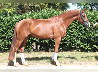 Hanoverian, Gelding, 4 years, 16.1 hh, Chestnut-Red