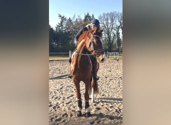 Hanoverian, Gelding, 4 years, 16,1 hh, Chestnut-Red