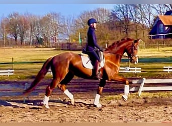 Hanoverian, Gelding, 4 years, 16,1 hh, Chestnut-Red