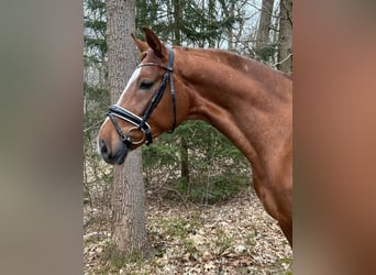 Hanoverian, Gelding, 4 years, 16.1 hh, Chestnut-Red