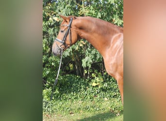 Hanoverian, Gelding, 4 years, 16.1 hh, Chestnut-Red Hanoverian, Gelding, 4 years, 16.1 hh, Chestnut-Red