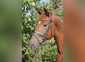 Hanoverian, Gelding, 4 years, 16.1 hh, Chestnut-Red Hanoverian, Gelding, 4 years, 16.1 hh, Chestnut-Red