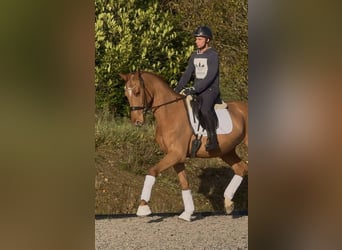 Hanoverian, Gelding, 4 years, 16.1 hh, Chestnut-Red