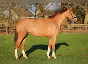 Hanoverian, Gelding, 4 years, 16,1 hh, Chestnut-Red