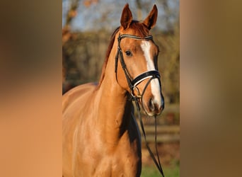 Hanoverian, Gelding, 4 years, 16,1 hh, Chestnut-Red