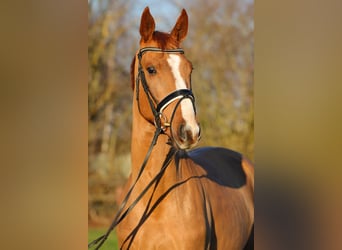 Hanoverian, Gelding, 4 years, 16,1 hh, Chestnut-Red