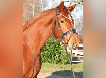 Hanoverian, Gelding, 4 years, 16.1 hh, Chestnut-Red