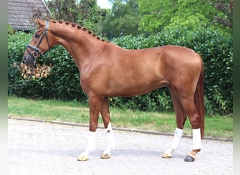 Hanoverian, Gelding, 4 years, 16.1 hh, Chestnut-Red