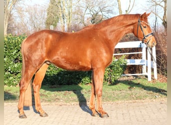 Hanoverian, Gelding, 4 years, 16.1 hh, Chestnut-Red