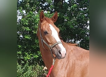 Hanoverian, Gelding, 4 years, 16,1 hh, Chestnut-Red