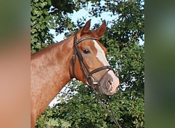 Hanoverian, Gelding, 4 years, 16,1 hh, Chestnut-Red