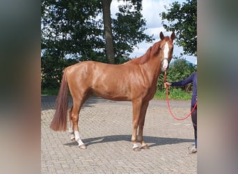 Hanoverian, Gelding, 4 years, 16,1 hh, Chestnut-Red