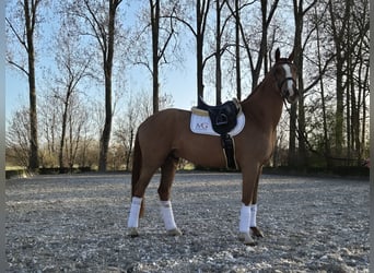 Hanoverian, Gelding, 4 years, 16.1 hh, Chestnut-Red