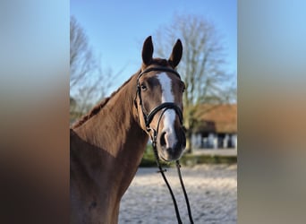 Hanoverian, Gelding, 4 years, 16.1 hh, Chestnut-Red