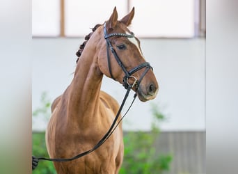 Hanoverian, Gelding, 4 years, 16,1 hh, Chestnut-Red