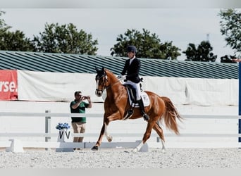 Hanoverian, Gelding, 4 years, 16,1 hh, Chestnut-Red