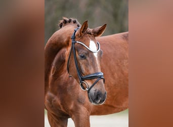 Hanoverian, Gelding, 4 years, 16.1 hh, Chestnut-Red
