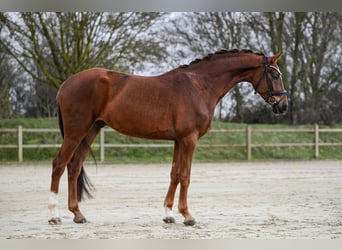 Hanoverian, Gelding, 4 years, 16.1 hh, Chestnut-Red