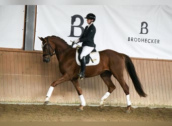 Hanoverian, Gelding, 4 years, 16.1 hh, Chestnut-Red