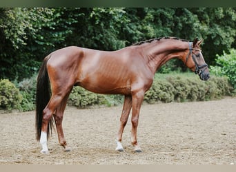 Hanoverian, Gelding, 4 years, 16.1 hh, Chestnut-Red